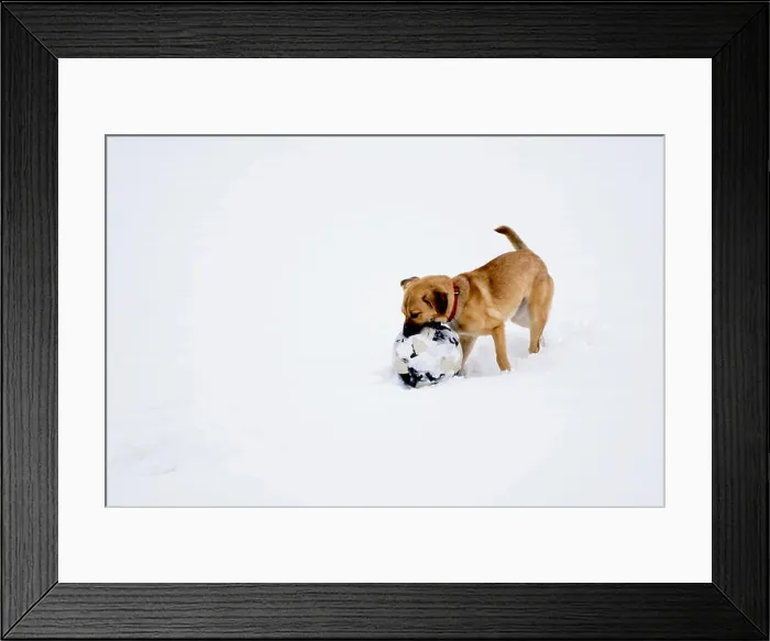 Framed Print : Dog plays with ball in snow Framed Print : Dog plays with ball in snow
