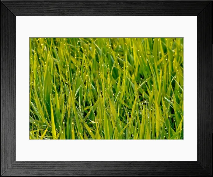 Framed Print : Marsh grass kissed with an early morning dew in rural Alberta Canada