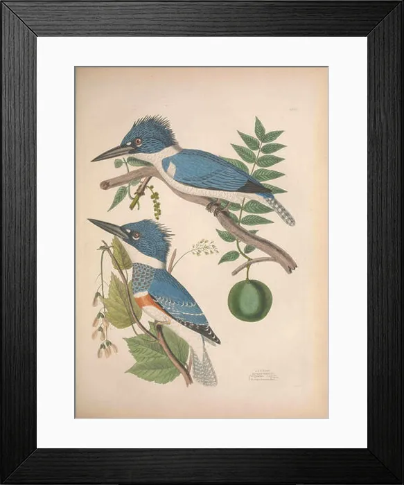 Framed Print : This work presents the illustrations of American birds by Alexander Wilson and Charles Lucian Bonaparte Framed Print : This work presents the illustrations of American birds by Alexander Wilson and Charles Lucian Bonaparte