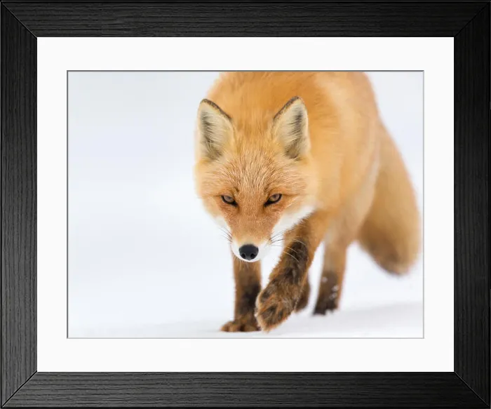 Framed Print : Ezo Red Fox or Vulpes vulpes schrencki in Hokkaido Japan during winter Framed Print : Ezo Red Fox or Vulpes vulpes schrencki in Hokkaido Japan during winter