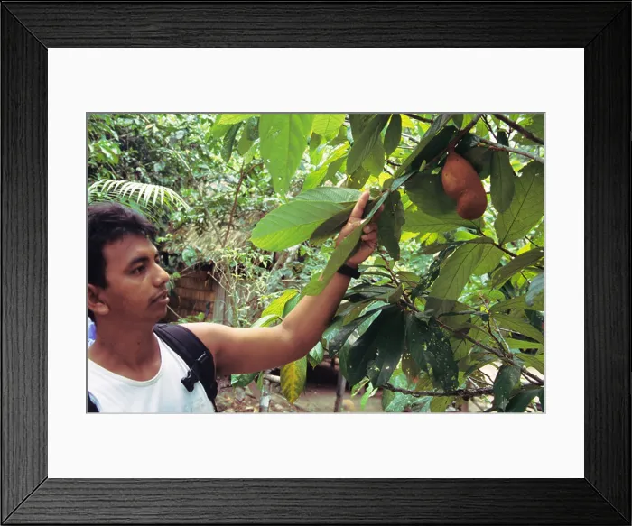Framed Print : Chocolate plant -- Amazon region, Brazil Framed Print : Chocolate plant -- Amazon region, Brazil