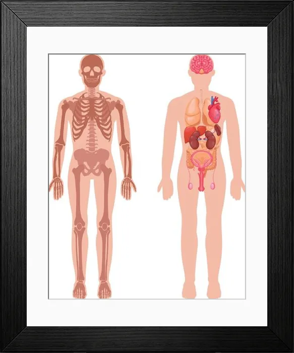 Framed Print : Human anatomy set with skeleton structure and internal organs in male body isolated vector illustration Framed Print : Human anatomy set with skeleton structure and internal organs in male body isolated vector illustration