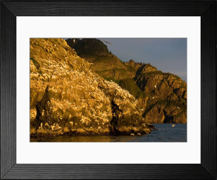 Framed Print : Black legged Kittiwake colony on the rugged coastline in Resurrection Bay near Kenai Fjord National Park Framed Print : Black legged Kittiwake colony on the rugged coastline in Resurrection Bay near Kenai Fjord National Park