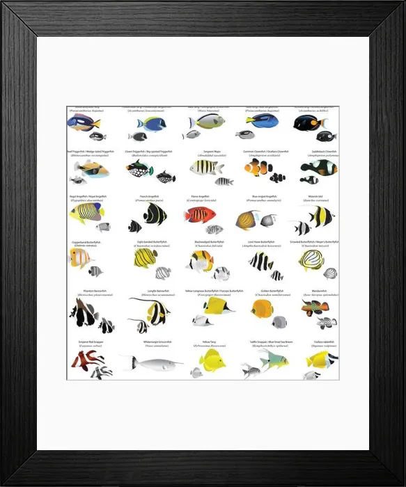 Framed Print : Collection of different species of marine fish: butterflyfish Framed Print : Collection of different species of marine fish: butterflyfish