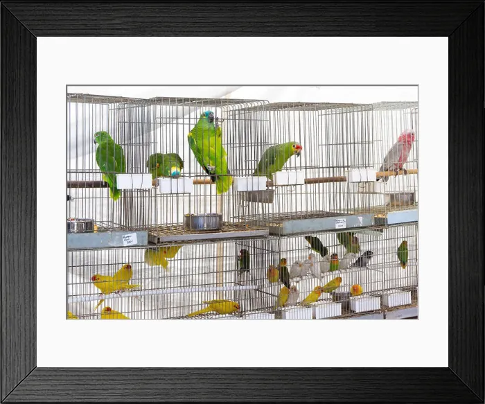Framed Print : Parrots for sale at pet shop Framed Print : Parrots for sale at pet shop