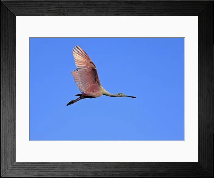 Framed Print : Roseate spoonbill (Platalea ajaja), adult, flying, St. Augustine, Florida, North America, USA, North America Framed Print : Roseate spoonbill (Platalea ajaja), adult, flying, St. Augustine, Florida, North America, USA, North America