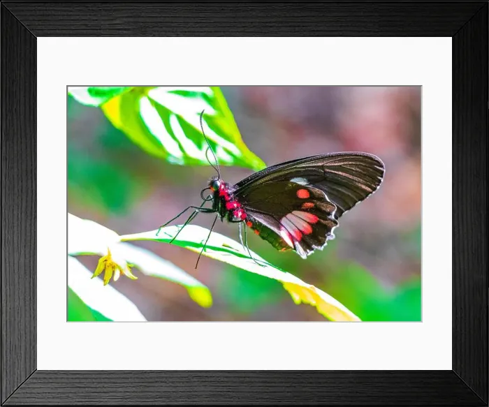 Framed Print : Red and black noble tropical butterfly on green nature background on big tropical island Ilha Grande in Angra dos Reis