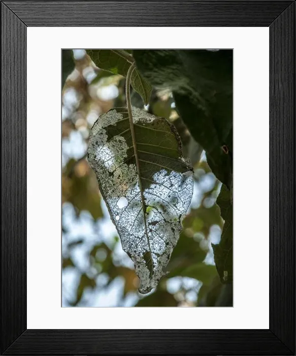 Framed Print : A worn green leaf Framed Print : A worn green leaf
