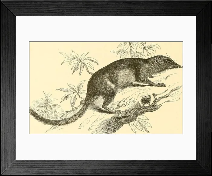 Framed Print : Archive image from page 427 of De Dierentuin van het Koninklijk Framed Print : Archive image from page 427 of De Dierentuin van het Koninklijk