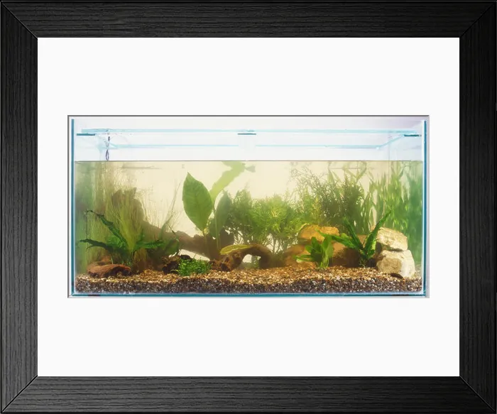Framed Print : Aquascaped aquarium tank Framed Print : Aquascaped aquarium tank