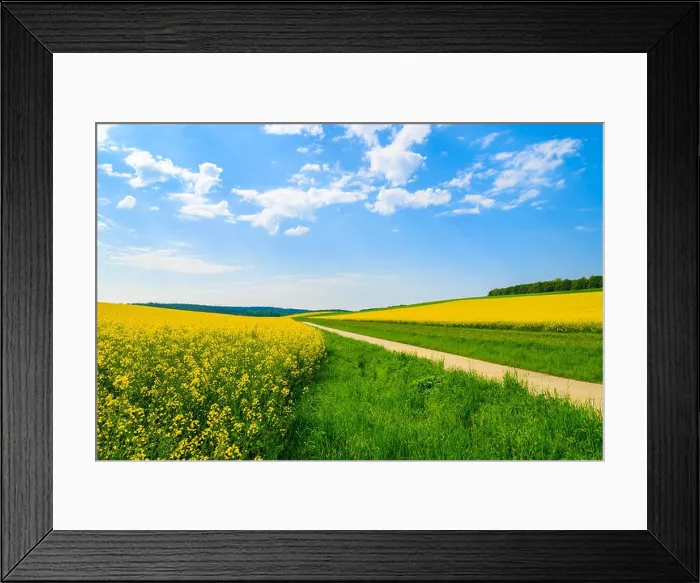 Framed Print : Countryside road along yellow rapeseed flower field and blue sky with white clouds, Burgenland, southern Austria Framed Print : Countryside road along yellow rapeseed flower field and blue sky with white clouds, Burgenland, southern Austria
