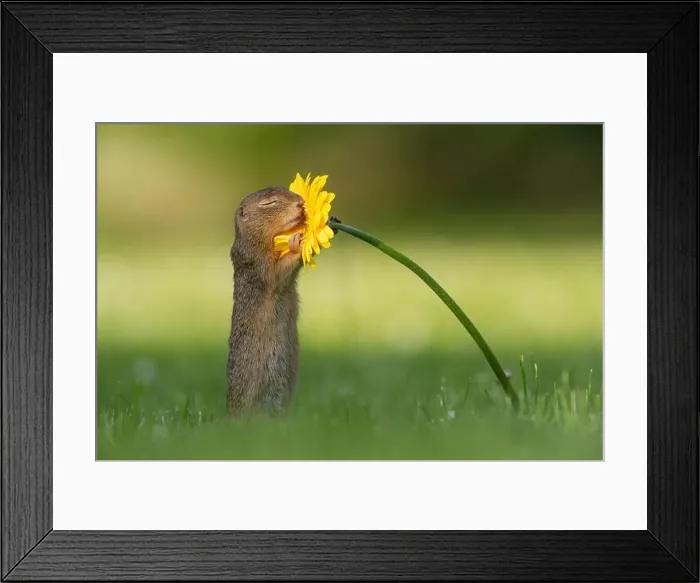 Framed Print : This adorable squirrel is captured blissfully hugging a bright yellow flower in a park near Vienna Framed Print : This adorable squirrel is captured blissfully hugging a bright yellow flower in a park near Vienna