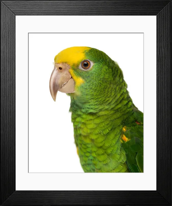 Framed Print : Close-up of a Yellow-headed Amazon (6 months old), against white background Framed Print : Close-up of a Yellow-headed Amazon (6 months old), against white background