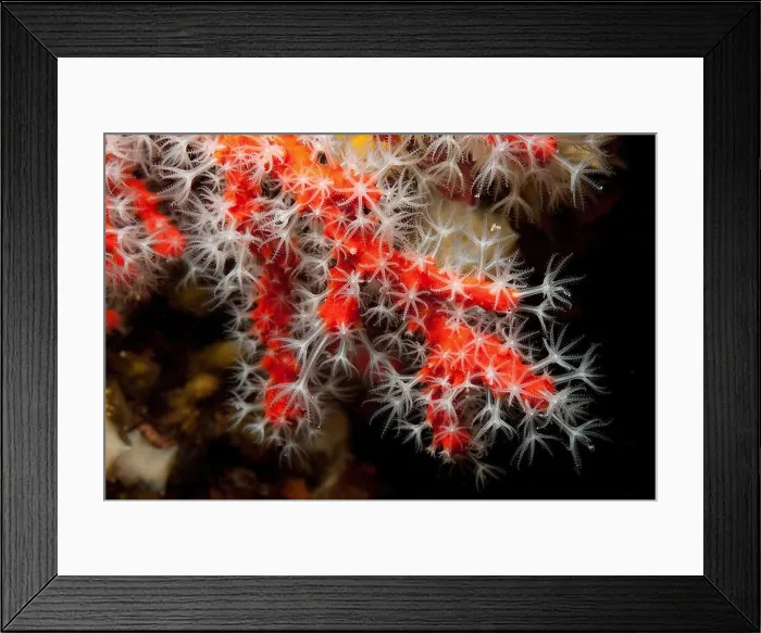 Framed Print : Red coral (Corallium rubrum), Red Coral, Sardinia, Europe, Mediterranean Sea, Italy Framed Print : Red coral (Corallium rubrum), Red Coral, Sardinia, Europe, Mediterranean Sea, Italy