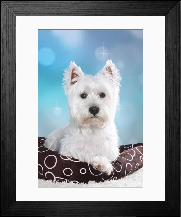 Framed Print : lying West Highland White Terrier Framed Print : lying West Highland White Terrier