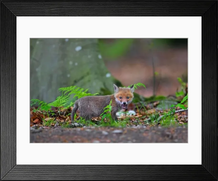 Framed Print : Young red fox (Vulpes vulpes) single kit / cub calling near burrow / den in forest in spring Framed Print : Young red fox (Vulpes vulpes) single kit / cub calling near burrow / den in forest in spring