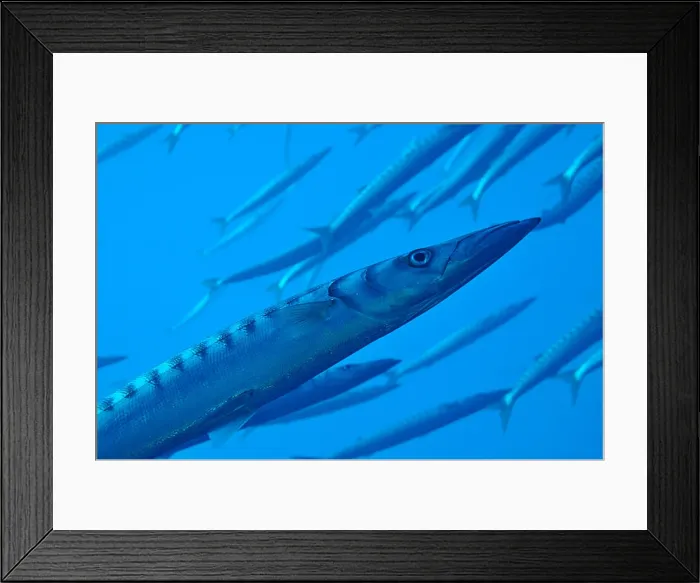 Framed Print : School of barracudas in Mediterranean Sea, Port-Cros Island, France Framed Print : School of barracudas in Mediterranean Sea, Port-Cros Island, France