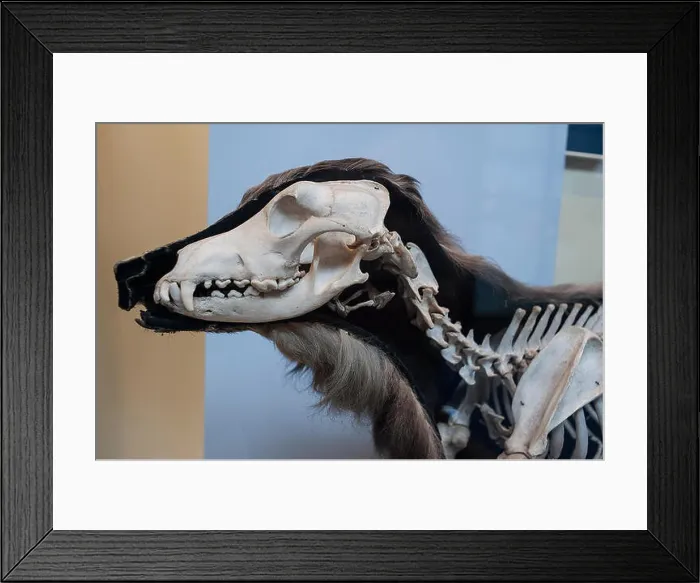 Framed Print : Skeleton of modern dog Canis lupus familiaris, Canidae Framed Print : Skeleton of modern dog Canis lupus familiaris, Canidae