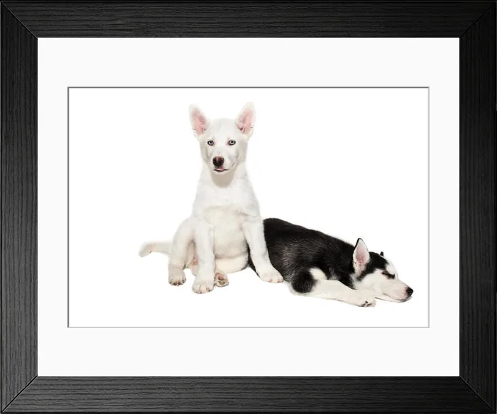 Framed Print : Two cute little husky puppies isolated on white background Framed Print : Two cute little husky puppies isolated on white background