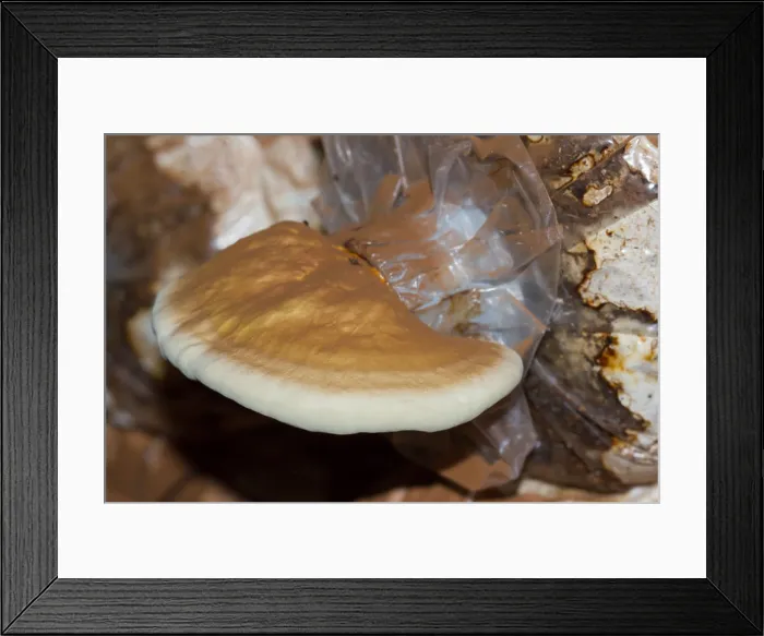 Framed Print : Lingzhi mushroom Framed Print : Lingzhi mushroom