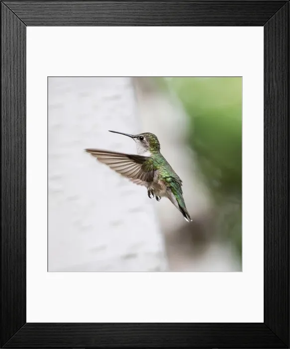Framed Print : Motion blur of the wings of a female Ruby-throated hummingbird (Archilochus colubris) Framed Print : Motion blur of the wings of a female Ruby-throated hummingbird (Archilochus colubris)