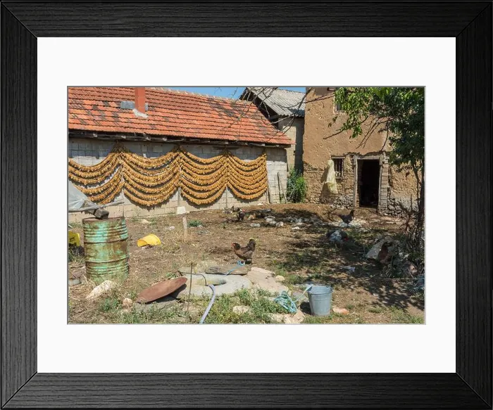 Framed Print : Drying strings of tobacco leaves on a barn in village Kostinci. Municipality of Dolneni, North Macedonia Framed Print : Drying strings of tobacco leaves on a barn in village Kostinci. Municipality of Dolneni, North Macedonia