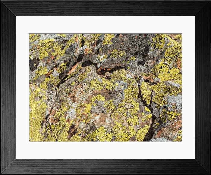 Framed Print : surface of the stone is covered with yellow green lichens and moss Natural abstract textured background with copy space
