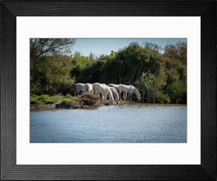 Framed Print : White horses in Camargue, France Framed Print : White horses in Camargue, France