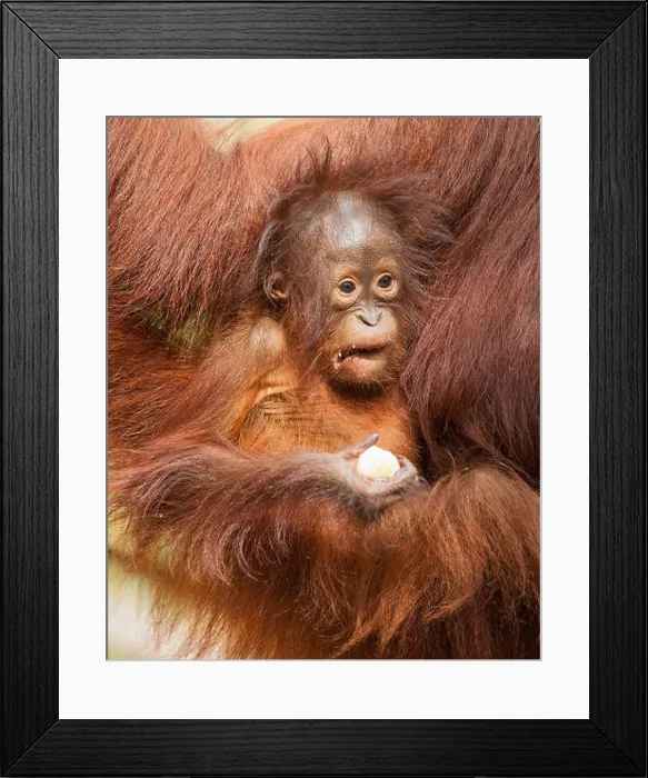Framed Print : Wild Bornean Orangutan baby (Pongo pygmaeus) Framed Print : Wild Bornean Orangutan baby (Pongo pygmaeus)