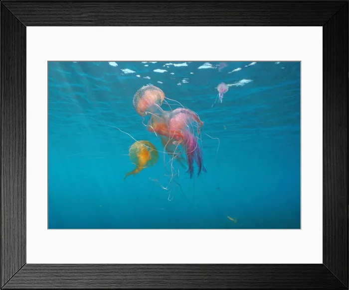 Framed Print : Several jellyfish underwater in Mediterranean sea, mauve stinger Pelagia noctiluca, Spain Framed Print : Several jellyfish underwater in Mediterranean sea, mauve stinger Pelagia noctiluca, Spain