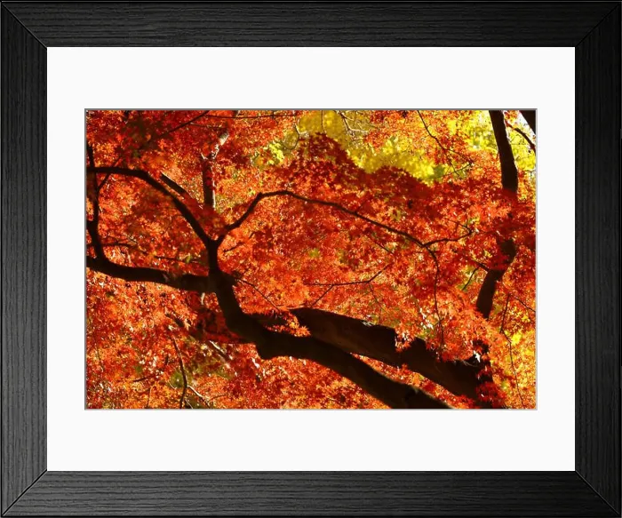 Framed Print : A photograph of a forest canopy colored with autumn leaves as a background material Framed Print : A photograph of a forest canopy colored with autumn leaves as a background material