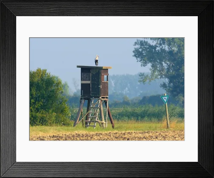 Framed Print : White Stork (Ciconia ciconia) on Hunting blind in Nature Reserve, Hesse, Germany, Europe Framed Print : White Stork (Ciconia ciconia) on Hunting blind in Nature Reserve, Hesse, Germany, Europe