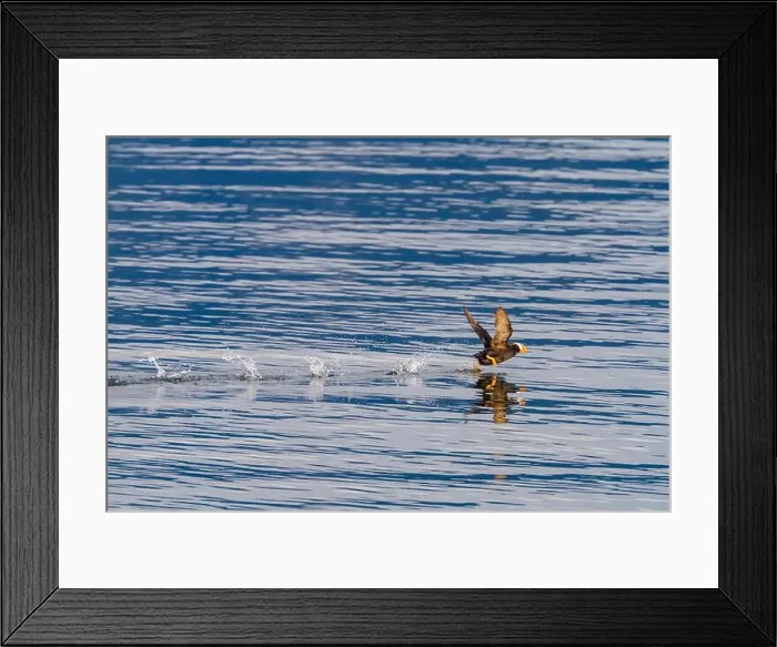 Framed Print : Adult tufted puffin (Fratercula cirrhata) on the water at South Marble Island Framed Print : Adult tufted puffin (Fratercula cirrhata) on the water at South Marble Island