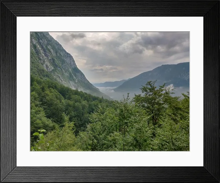 Framed Print : Forest in Dinaric Alps near Lake Bohinj, Slovenia Framed Print : Forest in Dinaric Alps near Lake Bohinj, Slovenia