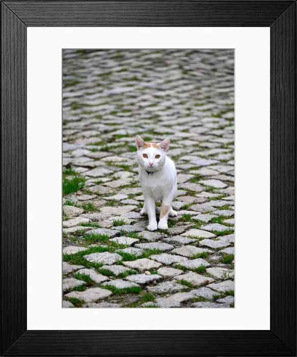 Framed Print : Cat in Montesinho in Parque Natural Montesinho near Braganca, Tras-os-Montes, Northeast-Portugal, Portugal Framed Print : Cat in Montesinho in Parque Natural Montesinho near Braganca, Tras-os-Montes, Northeast-Portugal, Portugal