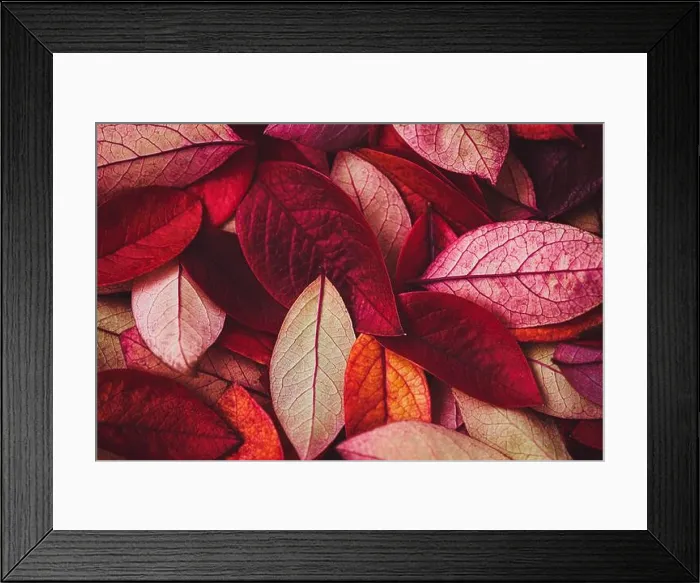 Framed Print : wine red autumn leaves texture, fall nature background Framed Print : wine red autumn leaves texture, fall nature background
