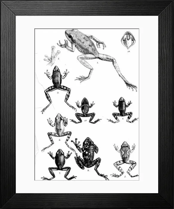 Framed Print : Catalogue of the Batrachia Salientia s Framed Print : Catalogue of the Batrachia Salientia s
