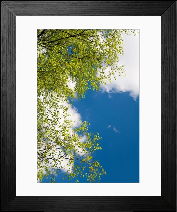Framed Print : Spring birch tree leaves, green foliage on the sunny blue sky with white clouds background Framed Print : Spring birch tree leaves, green foliage on the sunny blue sky with white clouds background