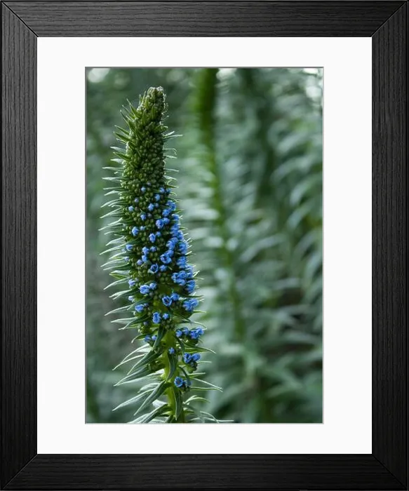 Framed Print : Tiny blue flowers peeking Framed Print : Tiny blue flowers peeking
