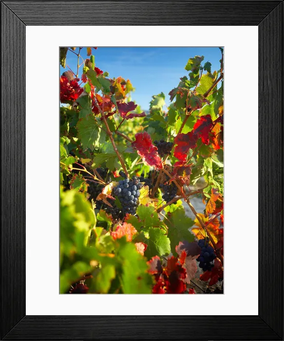 Framed Print : grapes on the vine near Seguret, Cotes du Rhone Villages, Rhone Valley, Provence, France Framed Print : grapes on the vine near Seguret, Cotes du Rhone Villages, Rhone Valley, Provence, France