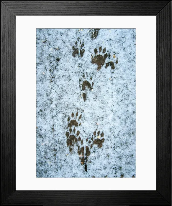 Framed Print : Raccoon tracks in snow on a wooden deck in Issaquah, Washington, USA