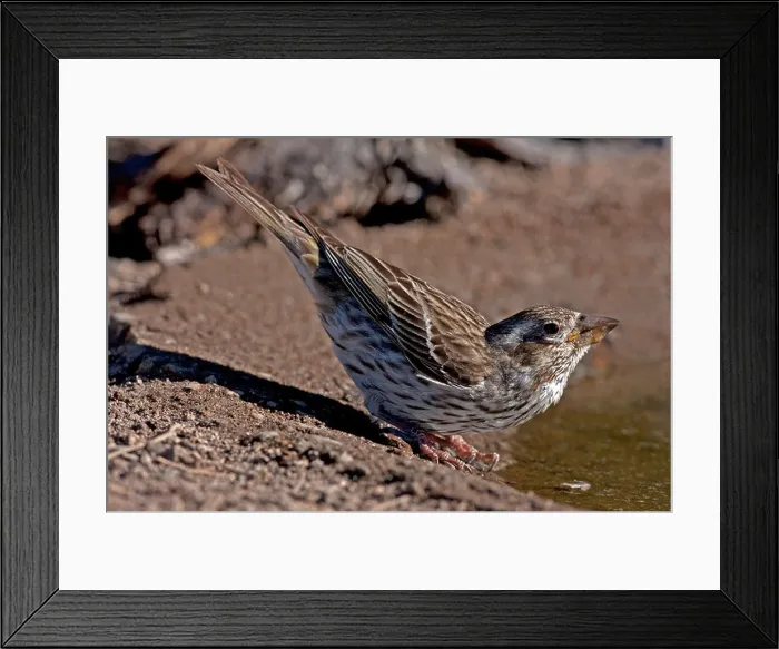 Framed Print : Cassin's Finch (Carpodacus cassinii) female taking a drink at the edge of a small pond at Cabin Lake