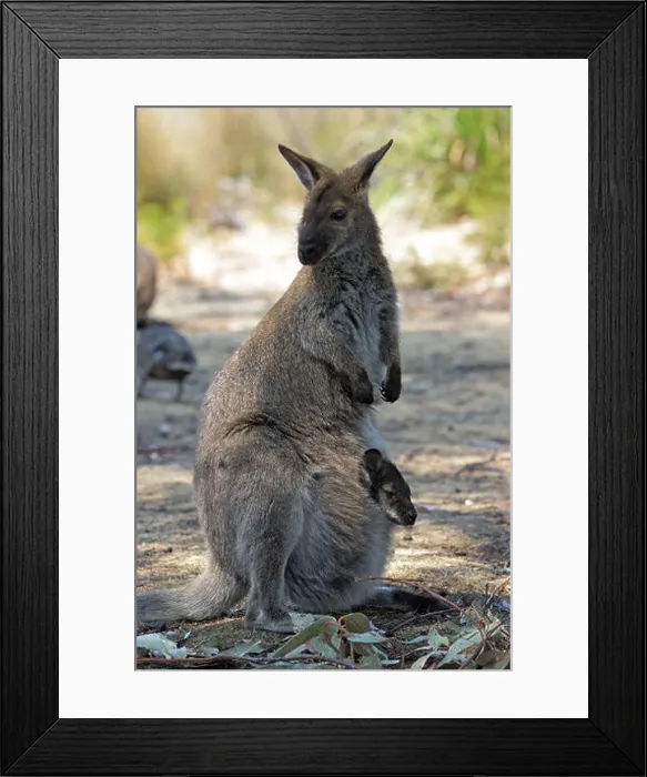 Framed Print : bennett wallaby with cub in the bag, tasmania, australia Framed Print : bennett wallaby with cub in the bag, tasmania, australia