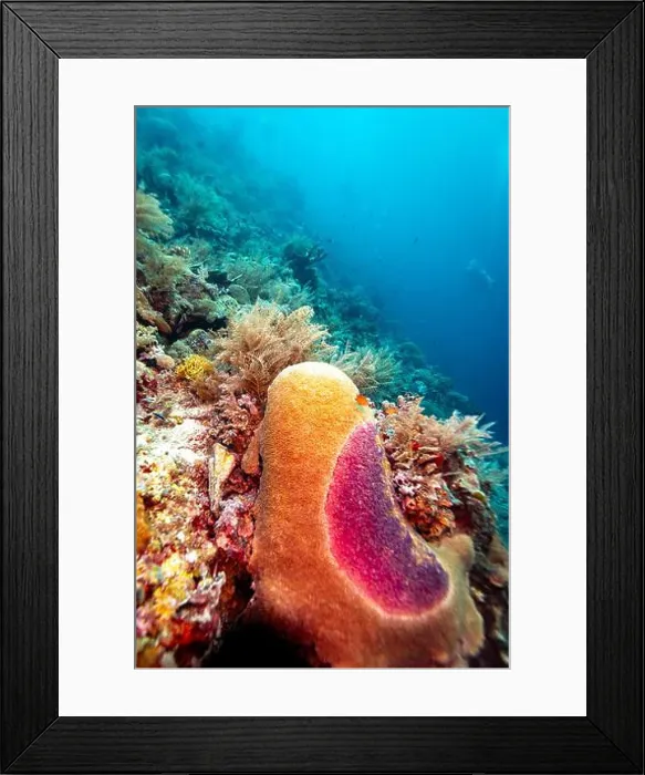 Framed Print : A vibrant underwater scene showcases a diverse coral reef ecosystem Framed Print : A vibrant underwater scene showcases a diverse coral reef ecosystem
