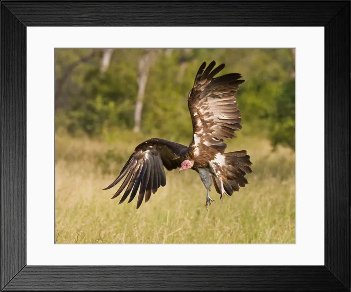 Framed Print : Hooded Vulture landing, Greater Kruger National Park, South Africa Framed Print : Hooded Vulture landing, Greater Kruger National Park, South Africa