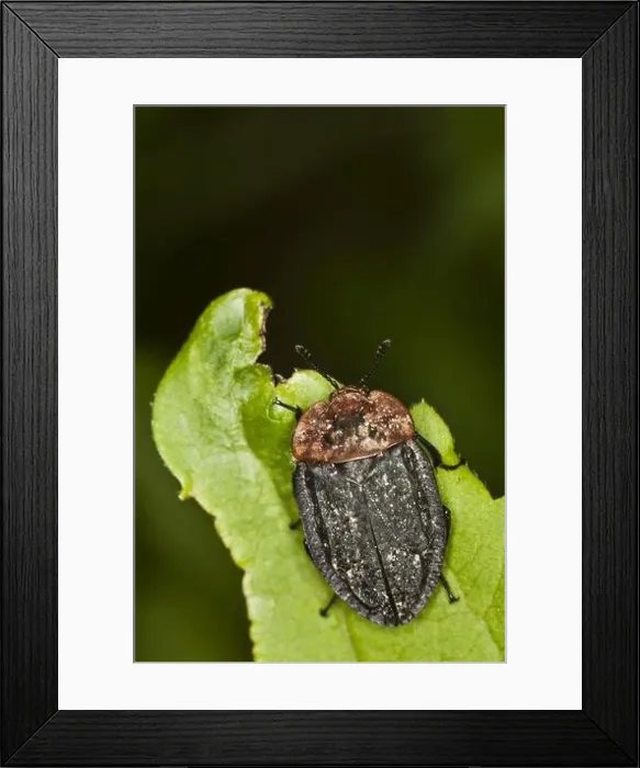 Framed Print : red-breasted carrion beetle (Oiceoptoma thoracica) Framed Print : red-breasted carrion beetle (Oiceoptoma thoracica)