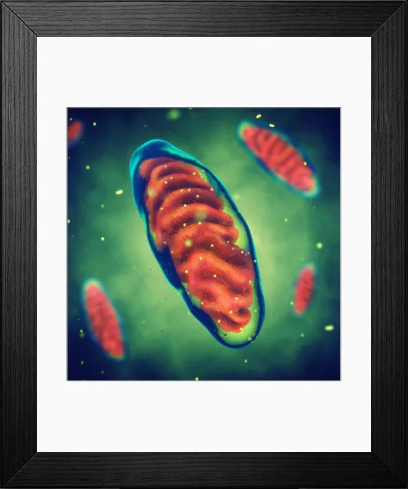 Framed Print : Mitochondria, Cell energy, Mitochondrial disease Framed Print : Mitochondria, Cell energy, Mitochondrial disease