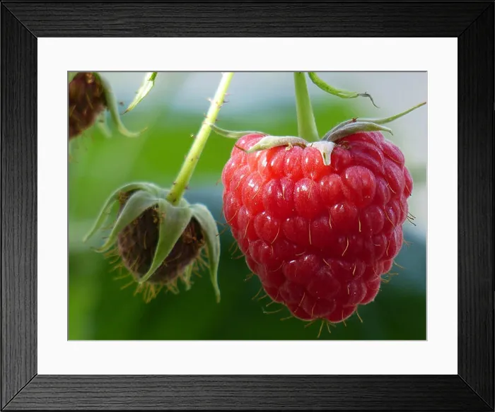 Framed Print : Raspberry Framed Print : Raspberry