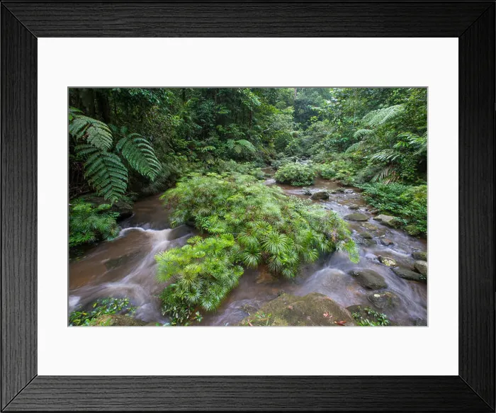 Framed Print : Ferns, Dipteris lobbiana, growing in a stream, Maliau Basin, Sabah, Malaysia, Borneo Framed Print : Ferns, Dipteris lobbiana, growing in a stream, Maliau Basin, Sabah, Malaysia, Borneo