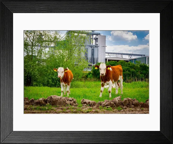 Framed Print : Two bloodstock calves are eating Framed Print : Two bloodstock calves are eating